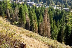 IMG_7878_jpg