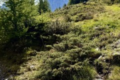 IMG_7154