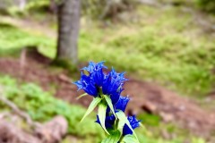 IMG_7340