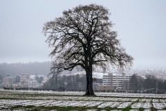 IMG_3616_jpg