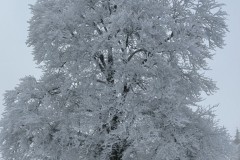 IMG_3721