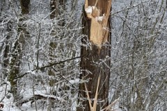 IMG_3722