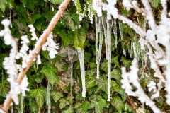 IMG_3725_jpg