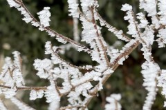 IMG_3726