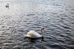 IMG_3921_jpg