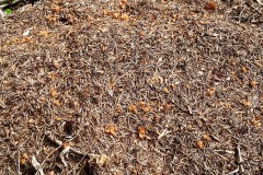 IMG_5962_jpg