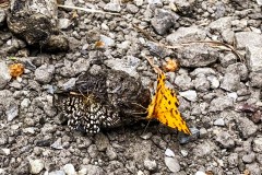 IMG_5972_jpg