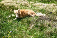 IMG_6006_jpg