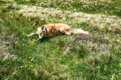 IMG_6007_jpg