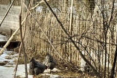 IMG_5022