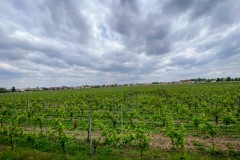 IMG_5700_jpg