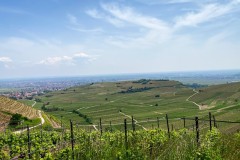 IMG_5745_jpg