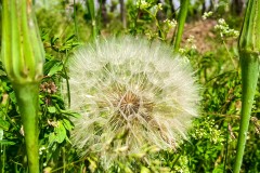 IMG_5755_jpg