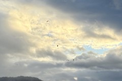 IMG_7994