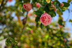 07_Payerne