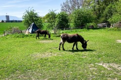 56_Payerne