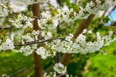 59_Payerne