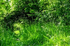 IMG_9888_jpg