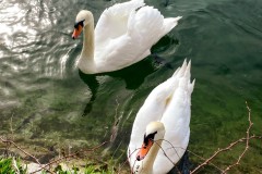 IMG_9186_jpg