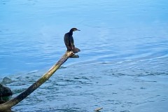 IMG_7276_jpg