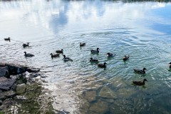 IMG_7281_jpg