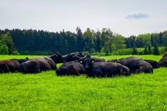 IMG_9663_jpg