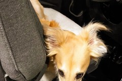 IMG_3009_jpg